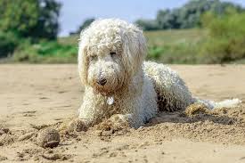 What are the best tips for grooming a goldendoodle? Are You Taking Care Of Your Goldendoodle S Hygiene