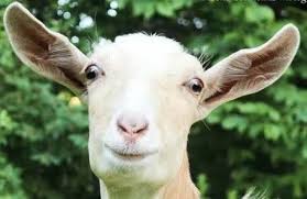 A Saanen Goat Goats Goat Farming Baby Goats