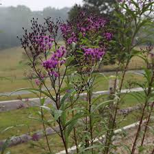 Image result for Vernonia brachycalyx