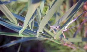 Taxonomy and distribution of the genus phalaris. Reed Canary Grass