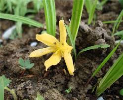 Image result for Curculigo