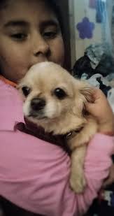 My daughter found this adorable young lady and she has a collar but no  number or address.. Please contact me if anyone knows who she belongs to.  Was found around Flood St