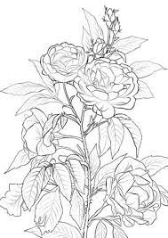 Rose Coloring Page From Roses Category Select From 25105 Printable Crafts Of Cartoons Nature Animal Rose Coloring Pages Flower Coloring Pages Flower Drawing