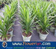 We did not find results for: Cara Menanam Pandan Di Kebun Rumah Tanaman Hias Bunga Buah Dan Sayur