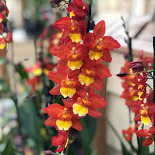 Send flowers now to uk and delight someone with beautiful flowers. Today Only Use The Coupon Akatsuka Orchid Gardens Facebook