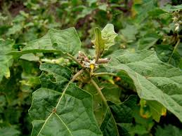 Image result for Solanum anguivi