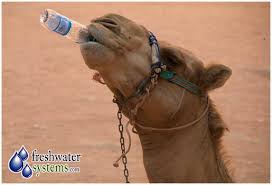 In how long can you go without food and water?, we learned. Fresh Water Systems On Twitter Did You Know When Thirsty A Camel Can Drink 25 Gallons Of Water In Less Than Three Minutes Http T Co Hkqdkqkfgk