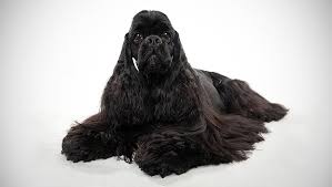 Koca Kulakli Neseli Karakterli Amerikan Cocker Spaniel Ajanimo