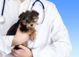 She has practiced at blue cross since that time, with a special interest in internal medicine. Bluecross Pet Clinic Satellite Veterinary Doctors In Ahmedabad Justdial