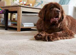 Resists pet stains, odor and vacuums dog & cat fur easily. The Best Pet Friendly Carpet Choice Fox Hollow Cottage