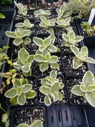 One can also prepare an oregano face mask at home and ensure that it does not contain any harmful chemicals as compared to other skin care products from the market. Cuban Oregano Variegated 4 Plant Organic Plants With A Purpose