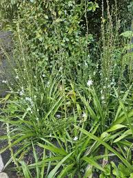Image result for Chlorophytum bowkeri