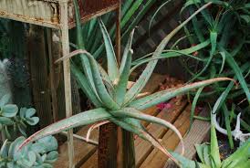 Image result for Aloe bukobana