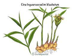 Ingwer (zingiber officinale) wirkt sich in vielerlei hinsicht positiv auf unseren körper aus, weshalb die knolle als bewährtes hausmittel gilt. Ingwer Pflanzen Anleitung Standort Tipps Und Hinweise