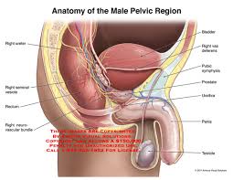 You should always make an appointment with your doctor to examine any groin lumps that develop. 11054 01a Anatomy Of The Male Pelvic Region Anatomy Exhibits