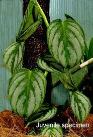 Otherwise, it has a lot in common with the classic vining heartleaf. Philodendron Brandtianum Philodendron Variifolium Philodendron Brandtianum K Krause Exotic Rainforest Rare Tropical Plants Philodendron Brandtianum