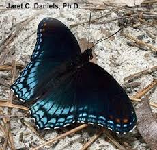 Black And Purple Butterfly Species Blue Butterflies Gardening Solutions University Of Florida Institute Of Food And Agricultural Sciences Blue Butterfly Black Butterfly Purple Butterfly