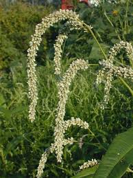 Image result for Persicaria lapathifolia
