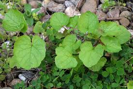 Image result for Setaria petiolata