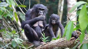 Bonobos | menswear founded on fit, built on service, and focused on style. Bonobos Are First Great Apes Known To Adopt Young Beyond Their Group Science News