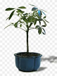Chinese bird plum flowering indoor bonsai tree. Chinese Sweet Plum Tree Bonsai Chinese Elm Flowerpot Indoor Bonsai Leaf Plant Stem Bird Png Pngwing