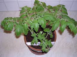 Tomato grow lights (or plant grow lights) allow you to start seedlings and grow tomatoes indoors, even during the off season or when temperatures are cold outside. Growing Healthy Tomato Seedlings Led Grow Lights