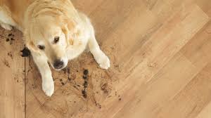 It is actually a grass that shares similar characteristics as hardwood. 5 Tips For Maintaining A Pet Friendly Floor