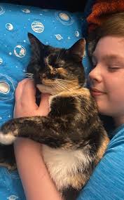 How to find a lost cat in Vermilion Ohio?