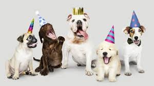 Download Group Of Puppies Celebrating New Year Together For Free In 2020 Alles Gute Zum Geburtstag Hund Hund Geburtstag Welpen