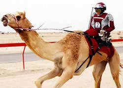 Banning children from participating camel racing in the uae in 2005 and complete replacement of. Robot Camel Jockeys Take To The Track New Scientist