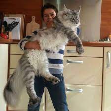 You'll find pictures of cats and kittens. Norwegian Forest Cats Pusekatter Kattedyr Morsomme Dyr