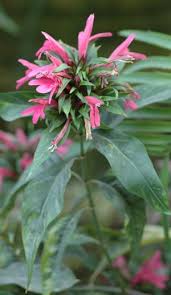 Image result for Justicia stachytarphetoides