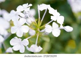 Image result for Plumbaginaceae
