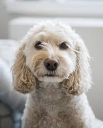 Group Members — The Campbell Group