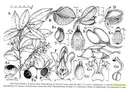 Image result for Polygala persicariifolia