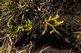 Image result for Lycopodiella caroliniana