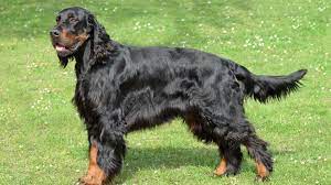 Please feel free to click on the links above to navigate our website and find out more about us. Gordon Setter Full Profile History And Care