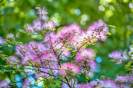 Image result for Calliandra tweedii