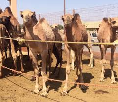 Camel Souk (Al Ain) - 2022 All You Need to Know BEFORE You Go (with Photos)  - Tripadvisor