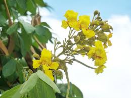 Image result for Markhamia obtusifolia