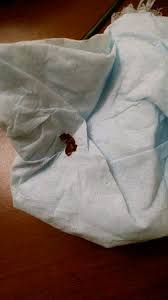 Bedbugs can be difficult to remove because their eggs are difficult to see, have a significant incubation period and bed bugs are small wingless insects that feed on human blood. Bed Bug Found On Bed Picture Of Clarion Pointe Harrisonburg Harrisonburg Tripadvisor
