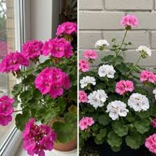 Image result for foto muškáty