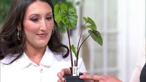 Roberta's 1pc Elephant Ear Live Plant