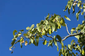 Image result for Colophospermum mopane