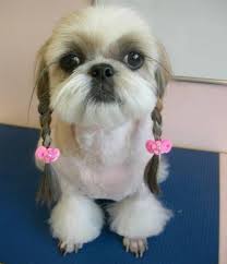 This dog is quiet, doesn't bark much and loves being in a family with small children, which makes them one of the best dog breeds for beginners. Dogs With Human Hairstyles Slapped Ham