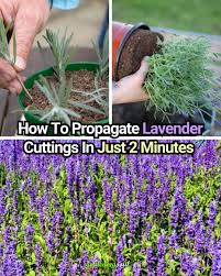 Image result for lavender cuttings