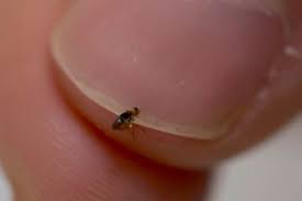 Get Rid Of Fleas In Your House [3 Easy Steps]