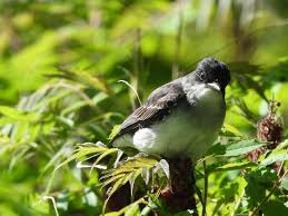 Bird Travel Photos Birding Sites Bird Information Eastern Kingbird Among Sumac Colonel Samuel Smith Bird Photography Bird Photo Travel Photos