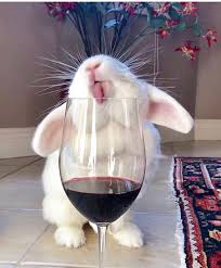Cute Drink Relax Vacation Red Cute Funny Animals Cute Animals Cute Little Animals