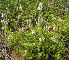 Image result for Stachys aethiopica